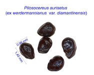 Pilosocereus aurisetus ex werdermannianus  v. diamantinensis.jpg